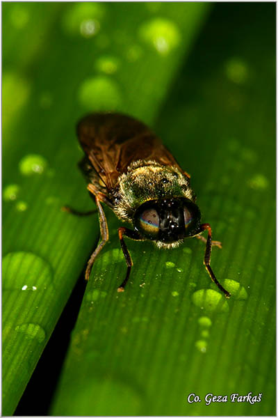 970_ black-horned_gem.jpg - black-horned gem, Microchrysa polita, Mesto - Location: Rakovac, Serbia